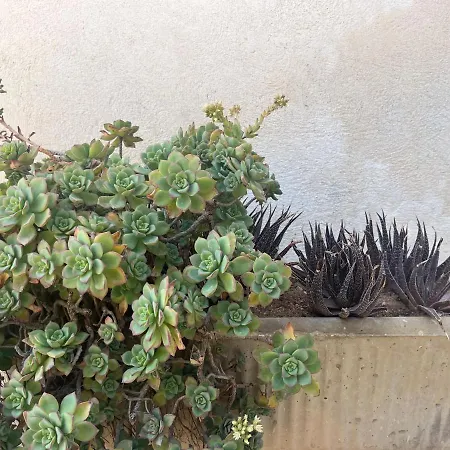 Nespolilla Petrosino